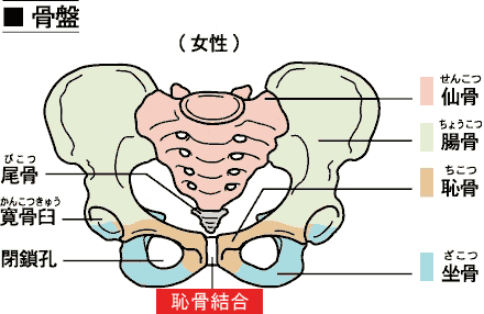 図-骨盤（恥骨結合の図）　〜妊娠中の腰痛
