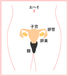 子宮・卵巣イラスト　※（c)腰痛ナビ